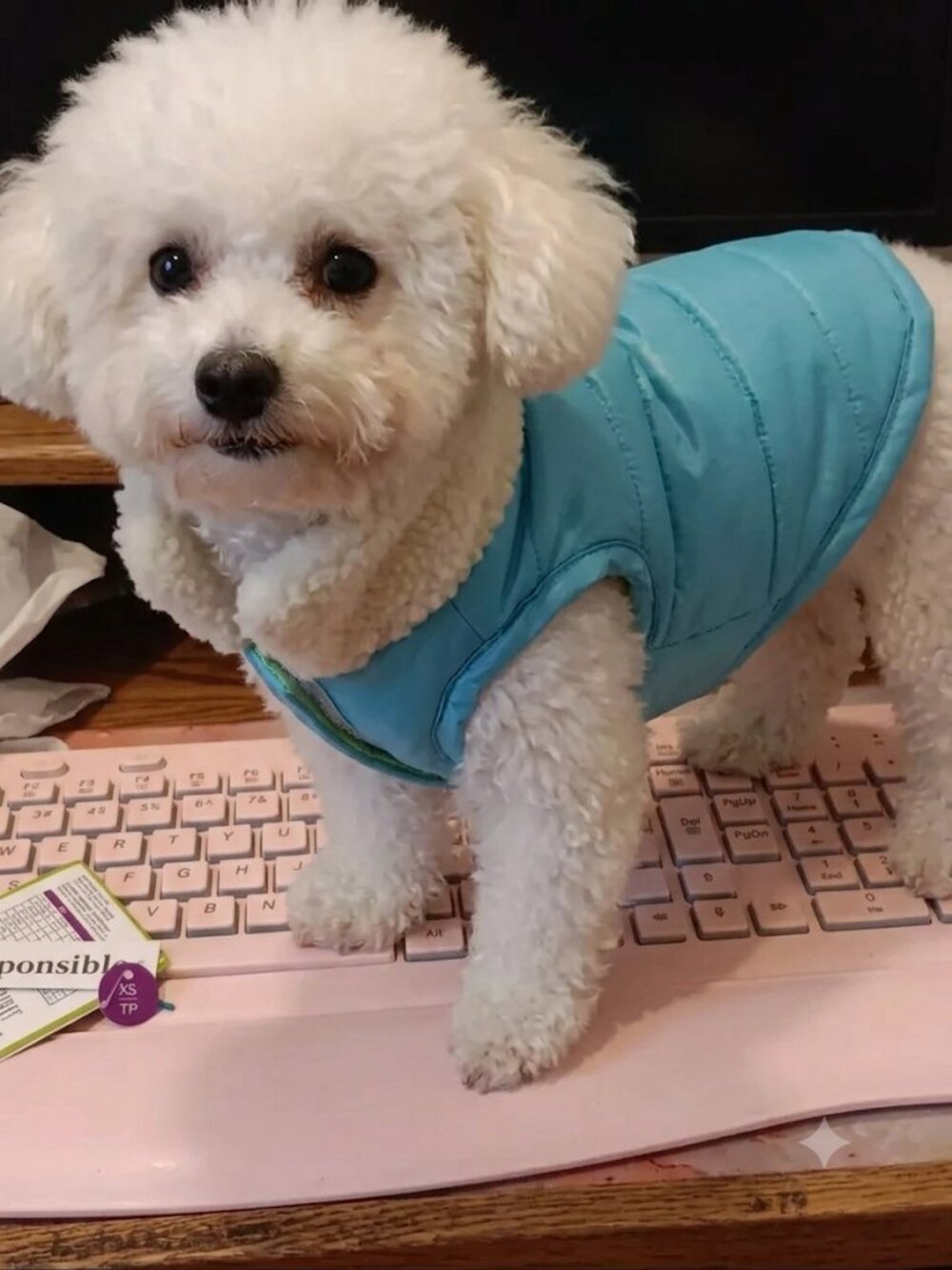 Fashion Pet XS Reversable Pet Jacket ADORABLE! LQQK~ZEE!! NWT!RARE FIND!